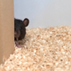 A rat playing hide-and-seek.
